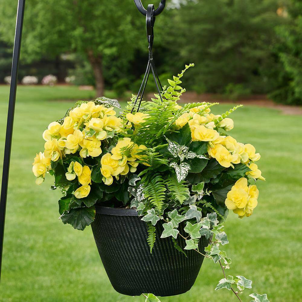 Bella Vita 12 in. Begonia Hanging Basket Lemon Sorbet Easy-Care