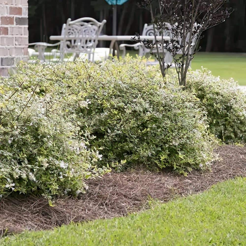 2 gal. Abelia Miss Lemon price history on PriceWatchPro