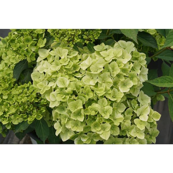 1 gal. Fairytrail Green Cascade Hydrangea (Hydrangea x) Live Flowering Shrub with Green Flowers