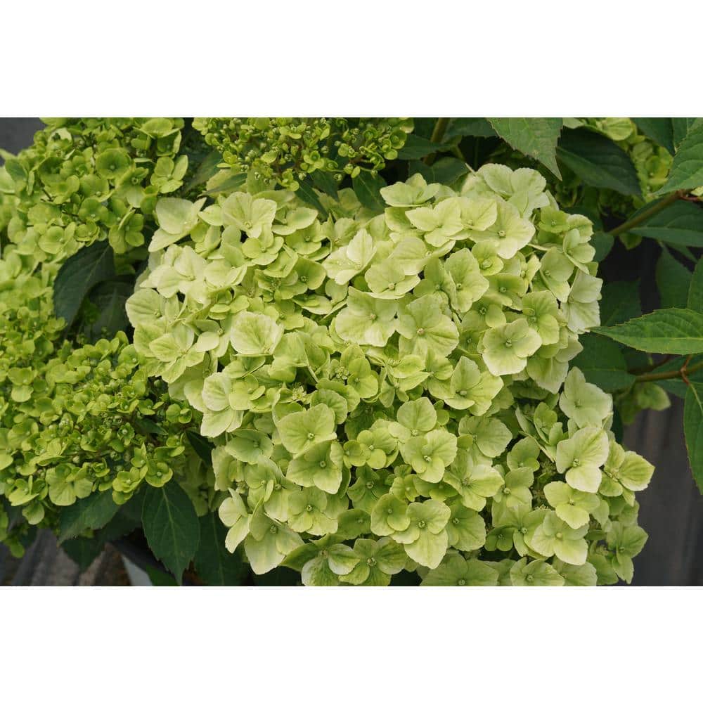 Hydrangea Stem with Leaf, 19