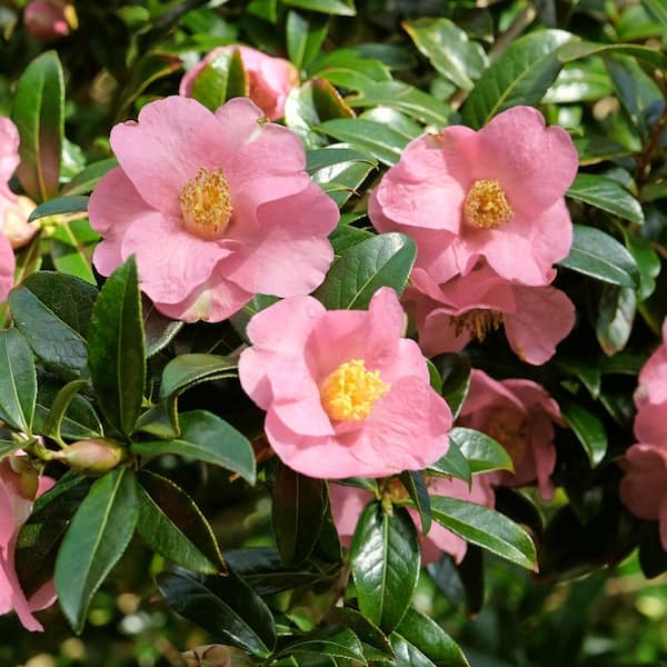 national PLANT NETWORK 3 gal. Camellia Sasanqua Pink Icicle Shrub HD2861
