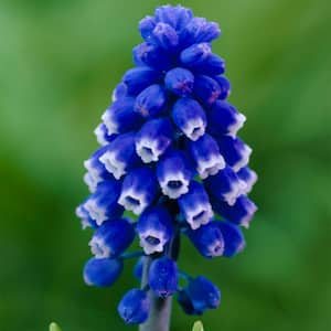 Muscari Dark Eyes Set of 25 Bulbs