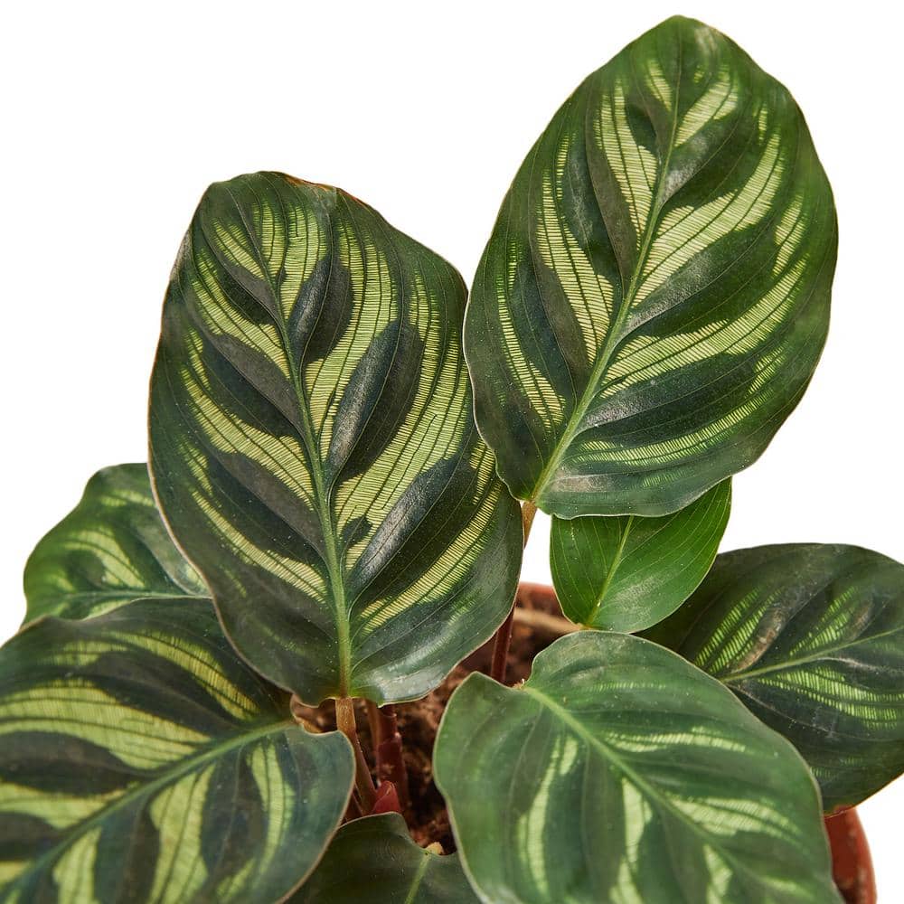 Calathea Makoyana 4" Pot with Green Leaves
