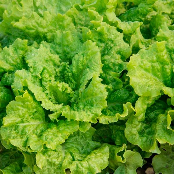 Gurney's Lettuce Black-Seeded Simpson (1000 Seed Packet)