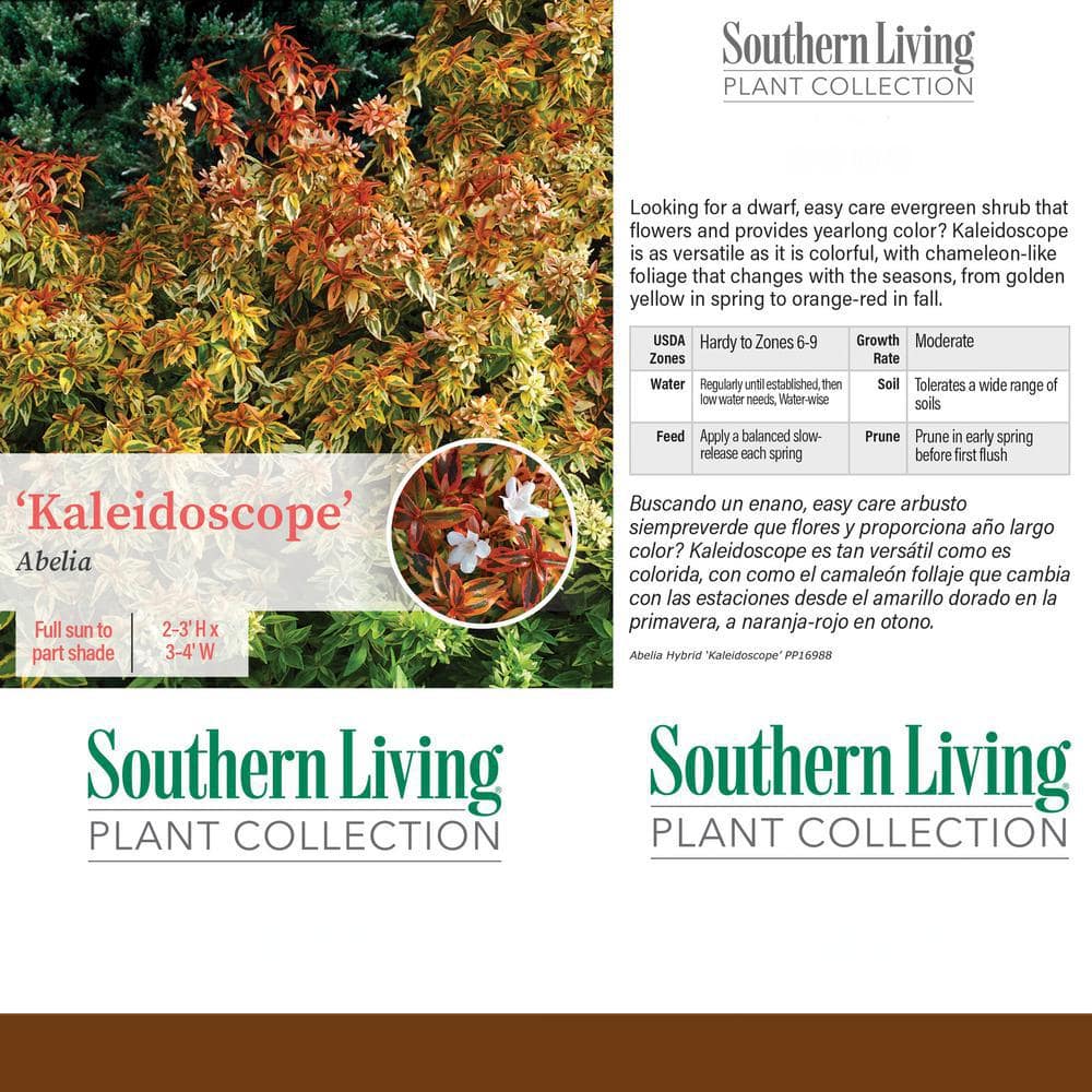 Southern Living Kaleidoscope Abelia 2-Gallon Evergreen Shrub