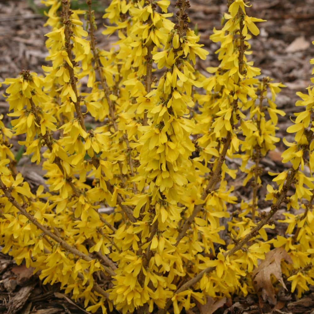 4.5 in. Qt. Show Off Sugar Baby Forsythia Flowering Shrub with Yellow Flowers price history on PriceWatchPro