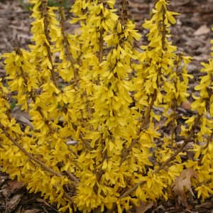 4.5 in. Qt. Show Off Sugar Baby Forsythia Flowering Shrub with Yellow Flowers