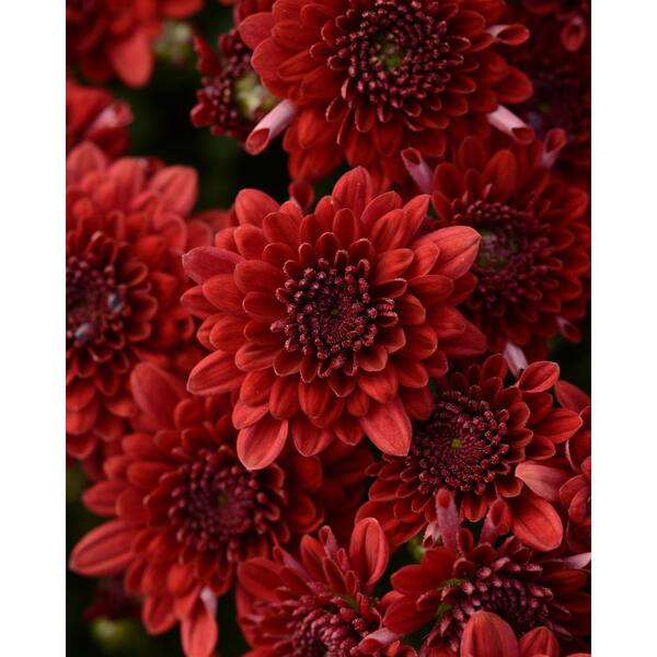 national PLANT NETWORK 8 in. Red Chrysanthemum Plant with Red Blooms