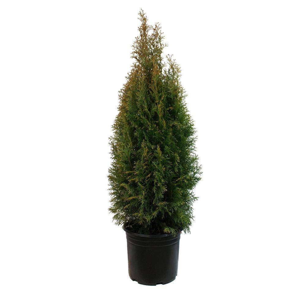 3 58 Gal Thuja Emerald Green Arb 5 Shrub 1000043423 The Home Depot