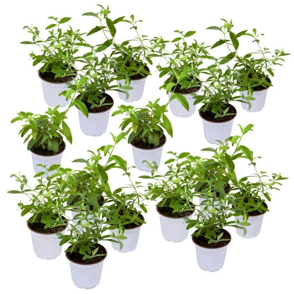 4 in. Triple Treat Butterfly Bush Shrub with Multicolor Flowers (16-Pack)
