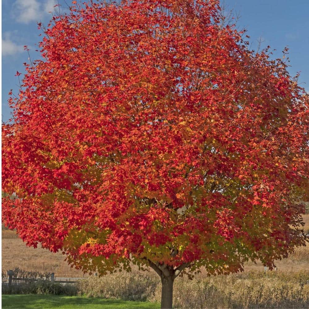7 Gal. Celebration Maple Shade Tree