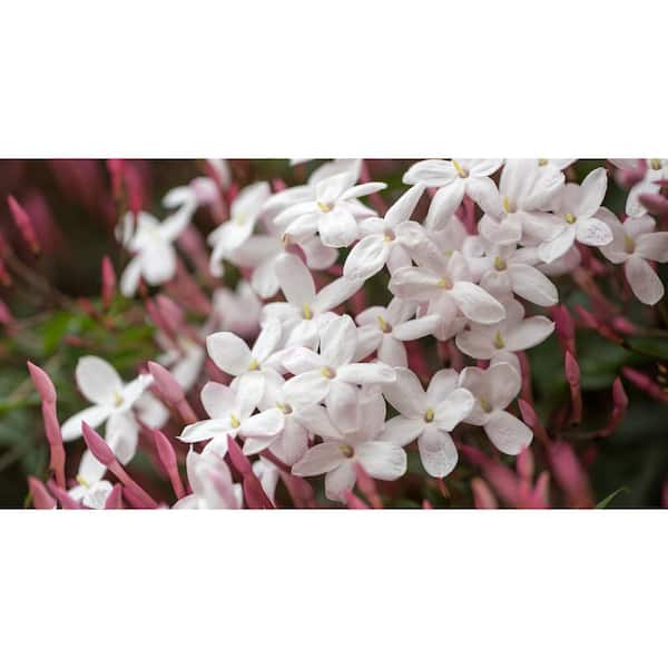 ALTMAN PLANTS 1 Gal. Jasmine Flowering Shrub with Pink 135888