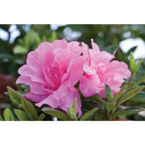 2 Gal. Autumn Carnation Shrub with Semi Double Pink Flowers
