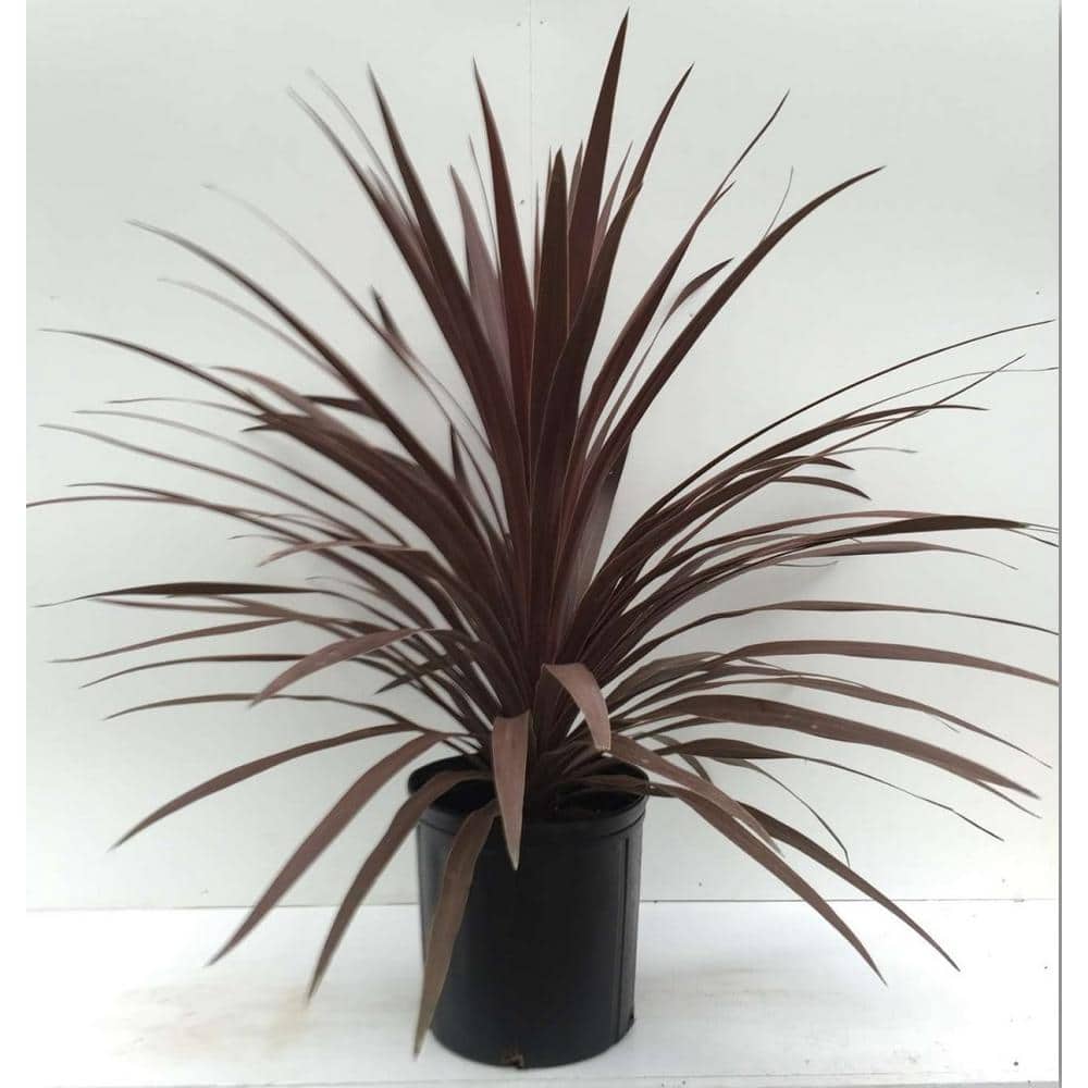 BELL NURSERY 1 Gal. Red Star Cordyline Shrub 250437 - The