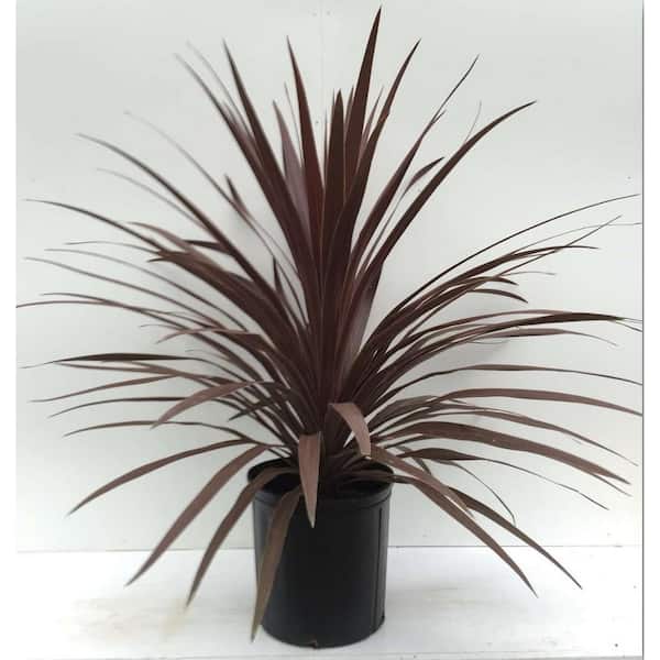 BELL NURSERY 1 Gal. Red Star Cordyline Shrub
