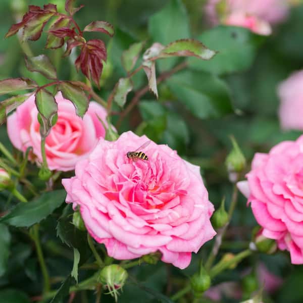 Drift 1 gal. Drift Rose with Assorted Color Flowers 325990 - The