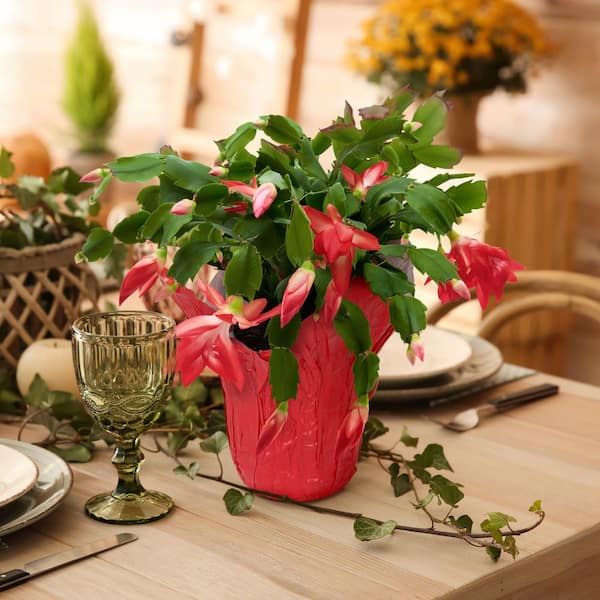 4 in. Christmas Cactus Schlumbergera Plant in Grower Pot (4-Piece)