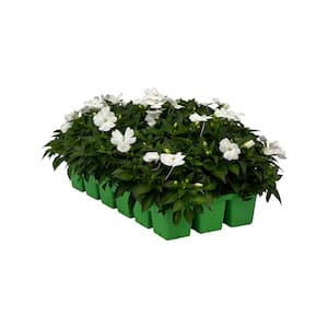 18-Pack Compact White SunPatiens Impatiens Outdoor Annual Plant with White Flowers in 2.75 In. Cell Grower's Tray
