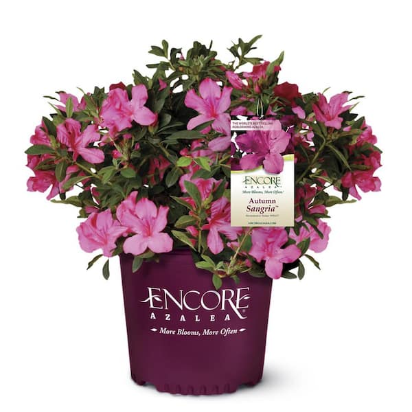 ENCORE AZALEA 1 Gal. Autumn Sangria Azalea Bush with Reblooming Neon Pink Flowers - Low-Maintenance Evergreen Shrub