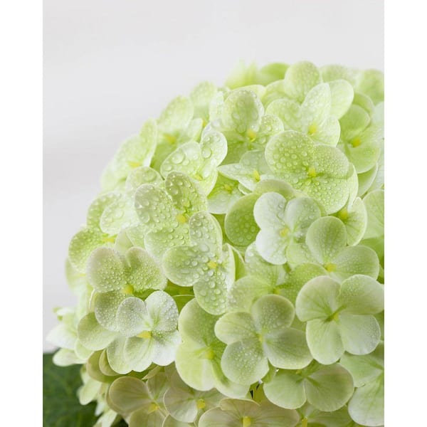 3-Piece 20 in. Light Green Hydrangea Artificial Flowers Latex Real