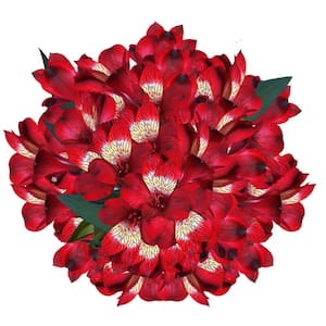80 Stems of Super Select Red Alstroemerias- Fresh Flower Delivery
