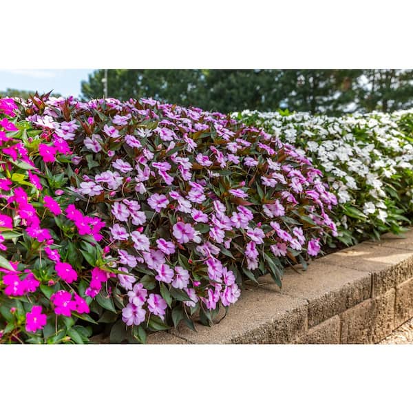 Vigoro 2 Qt. New Guinea Impatiens Magnum Pink Annual Plant (3-Pack)