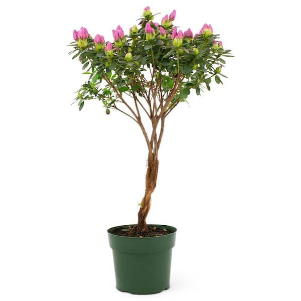 Pure Beauty Farms 6.33 in. Azalea Standard Shrub with Lavender Flower in Grower Pot