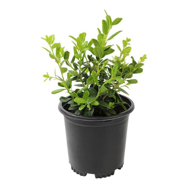 ALTMAN PLANTS 1 Gal. Ilex Cornuta Burfordii Nana Shrub Plant