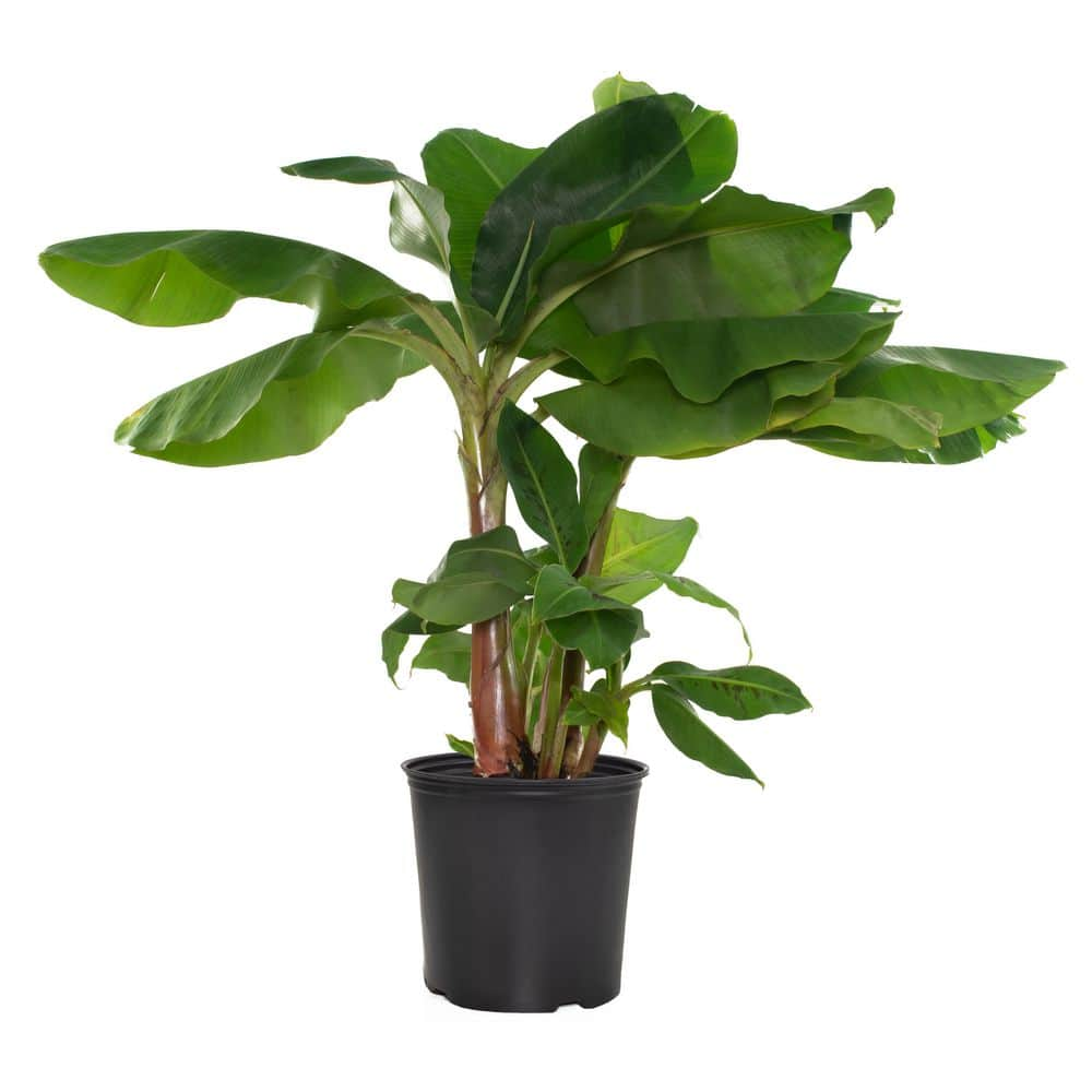 national-plant-network-10-in-dwarf-banana-cavendish-houseplant-in