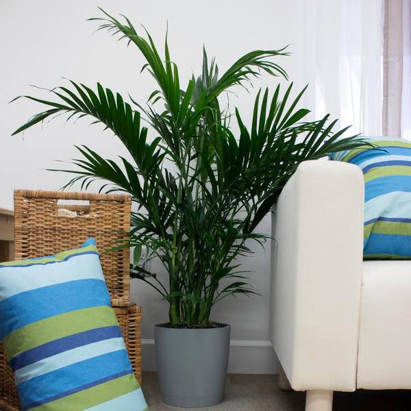 cat palm indoor