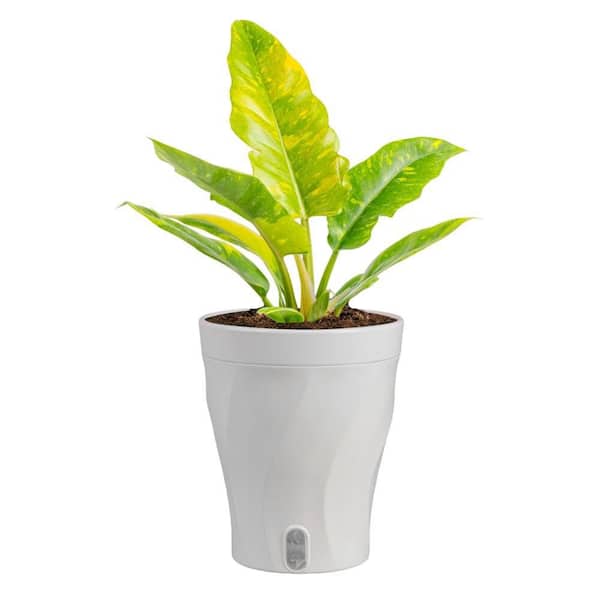 6 in. Trending Tropical Philodendron Ring of Fire Plant in Planter Pot