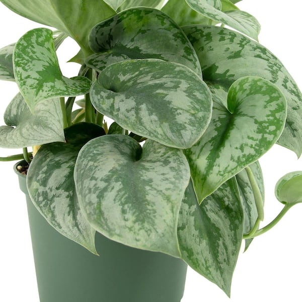 national PLANT NETWORK 4 in. Scindapsis Pictus Silver Satin Pothos Plant in  Grower Container HD2354 - The Home Depot