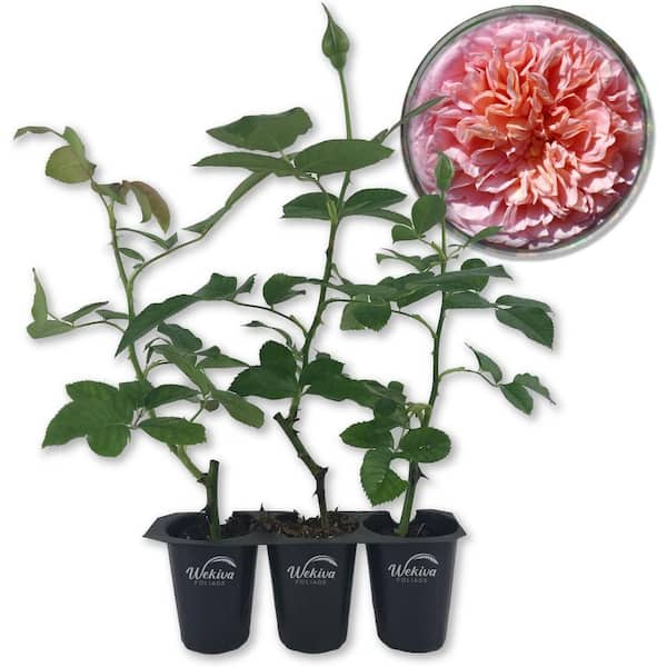 Abraham Darby Rose Bush-3 Live Starter Plants in 2 in. Pots-Beautifully Fragrant Heirloom Rose from Florida