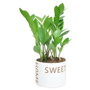 Zamioculcas Zamiifolia ZZ Indoor Plant in 6 in. Home Sweet Home Ceramic Planter, Avg. Shipping Height 10 in. Tall