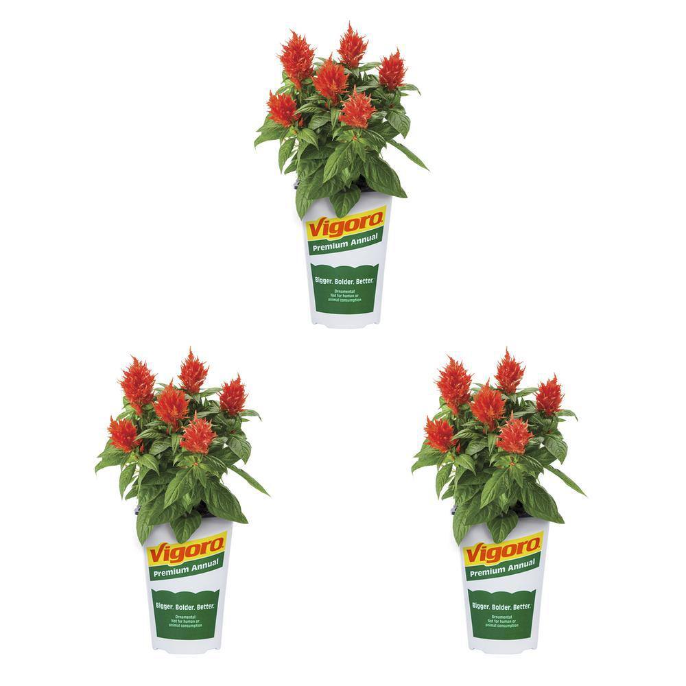 Vigoro 2 Qt. Celosia Kelos Fire Orange Annual Plant (3-Pack) 5189 - The ...