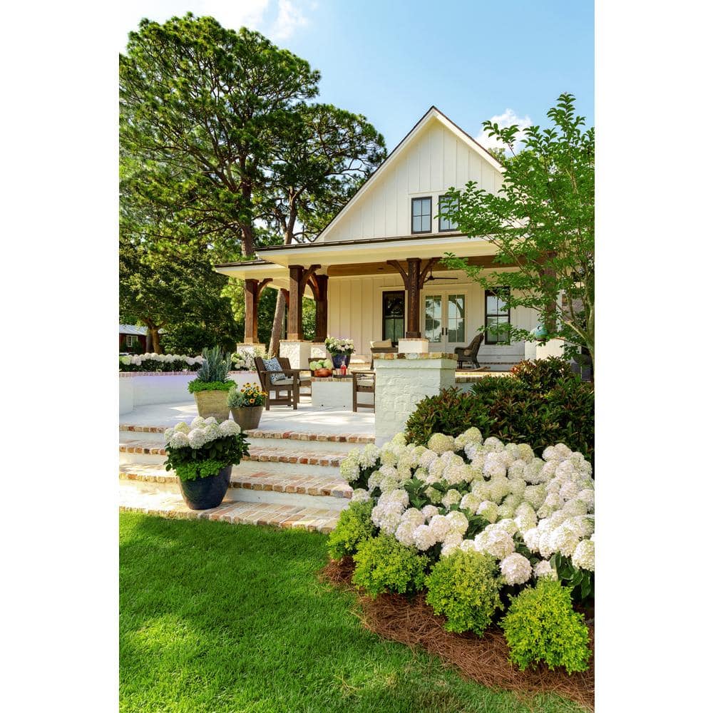 White Wedding Hydrangea Shrub in 2-Gallon Pot