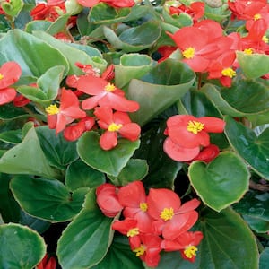 10.75 in. Red Green Leaf Begonia Hanging Basket