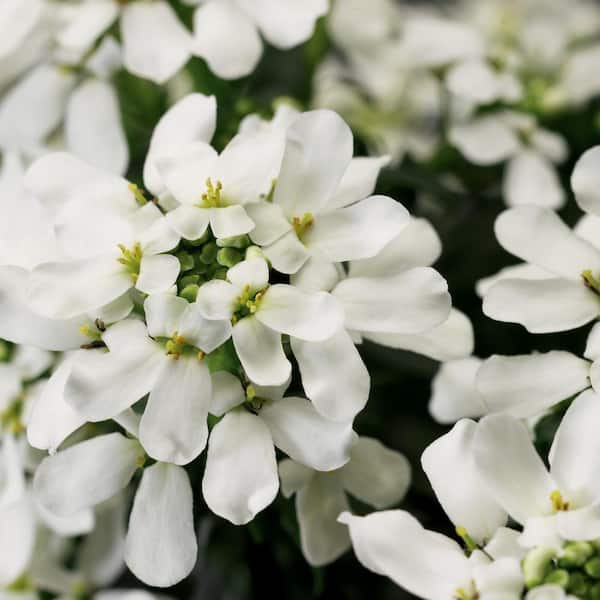 BELL 2.5 Qt. White Candytuft Live Flowering Perennial Plant IBERS1GWHT6PK - Depot