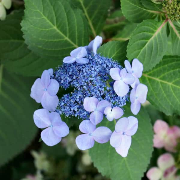 national PLANT NETWORK 4 in. Hydrangea Bluebird Shrub (3-Pack