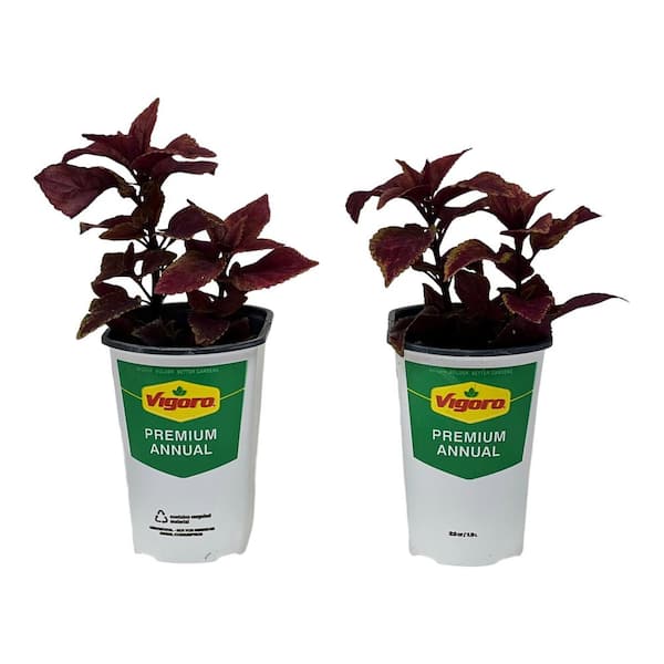 2.5 Qt. Vigoro Coleus Alabama Red / Yellow in 6.33 in. Grower's Pot (2-Plants)