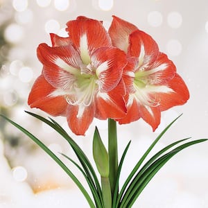 26/28 cm Minerva Amaryllis Flower Bulbs (Bag of 6)