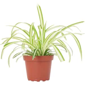 Spider Plant Hanging Live Indoor Plant, Easy Care Trailing Houseplant in 4 in. Grower Pot