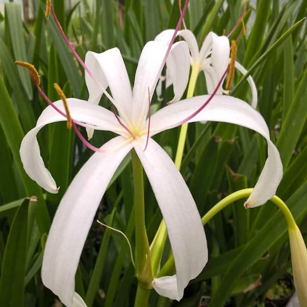 Unbranded Givhandys 4 in. Potted Bog Lily Bog/Marginal Aquatic Pond Plant