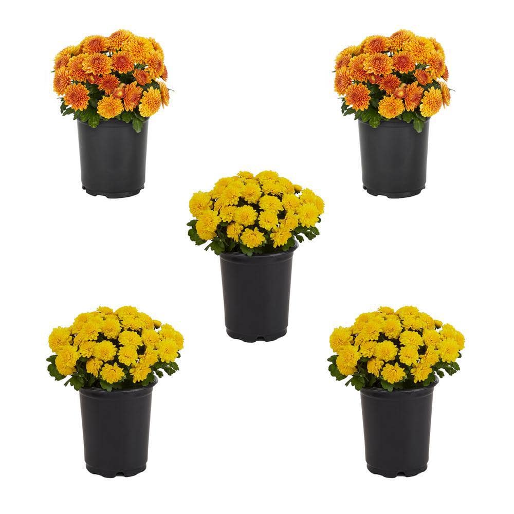 1.5 PT. Mum Chrysanthemum Yellow and Orange Combo Pack Perennial Plant (5-Pack) price history on PriceWatchPro