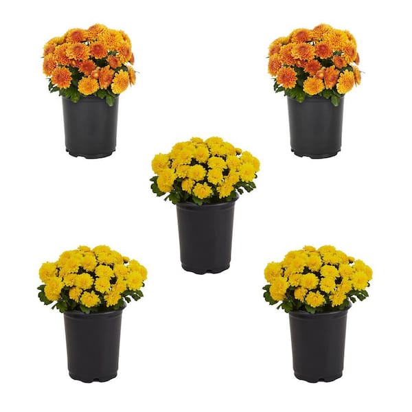 METROLINA GREENHOUSES 1.5 PT. Mum Chrysanthemum Yellow and Orange Combo Pack Perennial Plant (5-Pack)