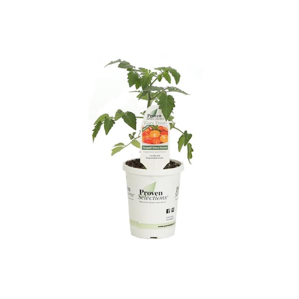 sungold tomato container