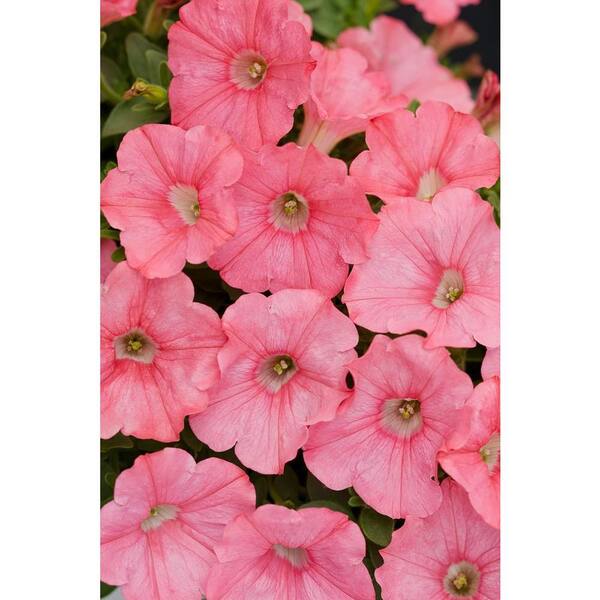 PROVEN WINNERS Supertunia Bermuda Beach (Petunia) Live Plant, Coral Pink Flowers, 4.25 in. Grande