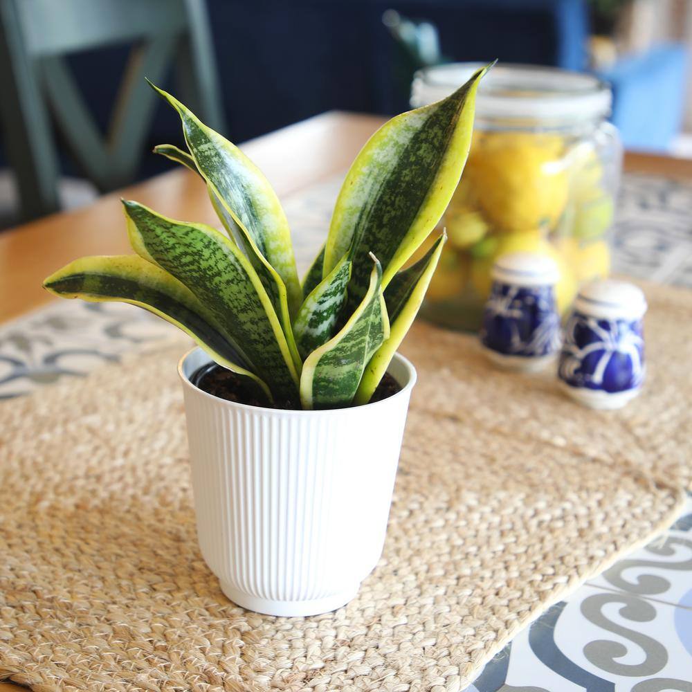 Large Sansevieria Snake Plant in White Planter