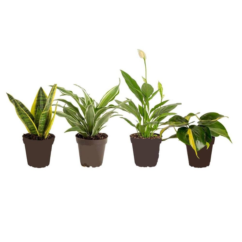 Primrue Artificial Plants Review: Realistic, Low-Maintenance Indoor & Outdoor Decor