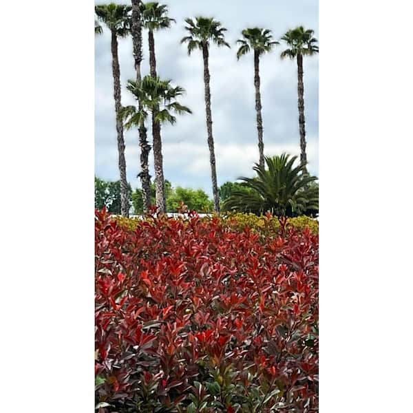 Unbranded 2.25 Gal. Red Tip Photinia (Photinia x fraserii) Live Shrub with  Bright Red Foliage and Fragrant White Flowers 1 Each O582403